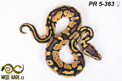 hadi na prodej, mládě, český chov hadů, odchov hadů, mojihadi.cz, Python regius, ballpython, krajta královská, Pastel, poss het Orange Ghost